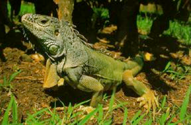 iguana verde. Milu.
